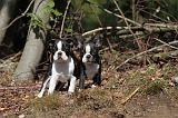 BOSTON TERRIER 075